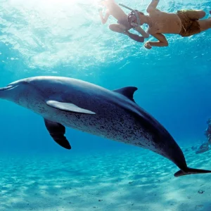 Dolphin House Snorkeling Trip