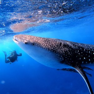 Marsa Alam Sea Trips