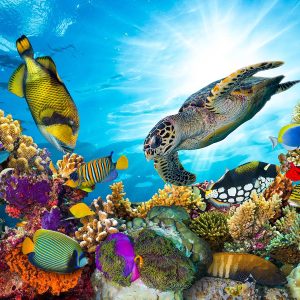 Sataya Reef Snorkeling Trip