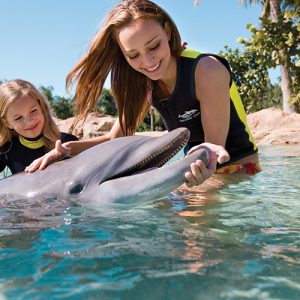 Swim with Dolphins