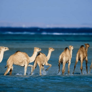 Wadi El Gemal Day Tour